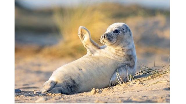 Potret Bayi Anjing Laut Berpose Layaknya Model (sumber: Instagram/@johan_siggesson_photo)