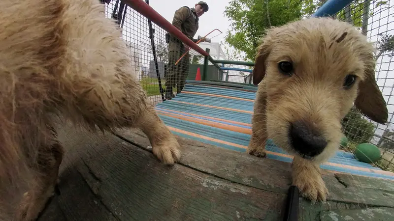 Pusat Pelatihan Anjing Polisi di Chile