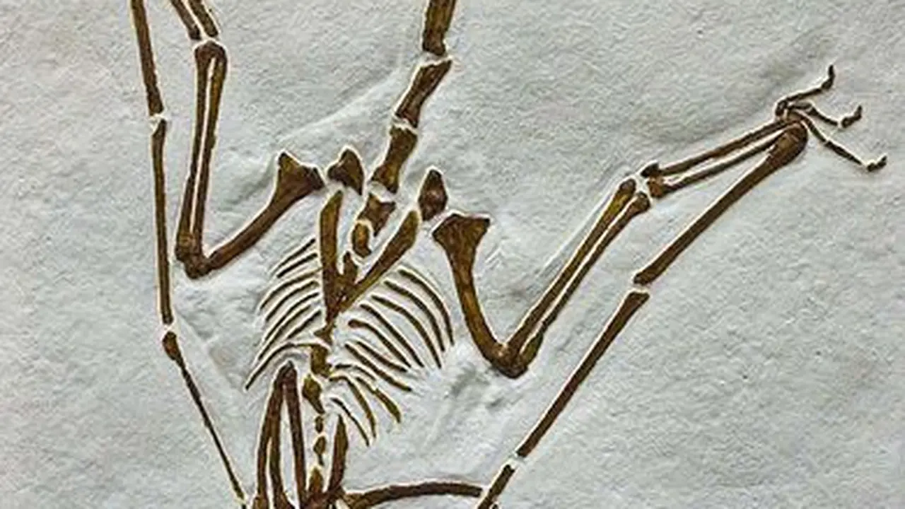 Pterosaurus