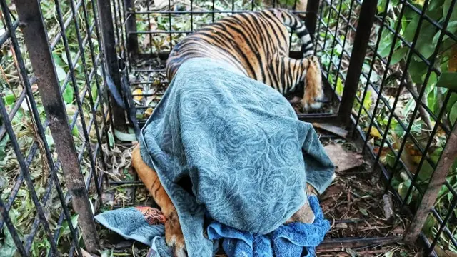 Harimau sumatra di Desa Teluk Lanus, Kabupaten Siak, masuk kandang jebak setelah dipasang umpan kambing.