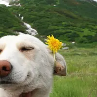 Lihat keceriaan lihat anjing 