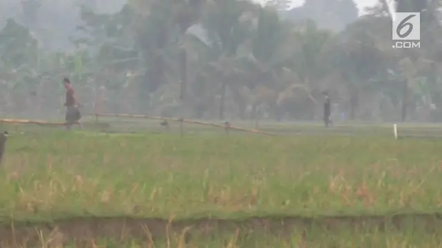 VIDEO: Pencuri Motor Ditangkap Usai Kejar-kejaran di Sawah