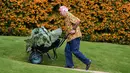Seorang petani, Ian Neale mendorong kubis seberat 25,4 kg yang berhasil memenangkan kelasnya ketika mengikuti kompetisi sayuran dan buah raksasa pada hari pertama Flower Show Autumn Harrogate, di Harrogate, Inggris, Jumat (15/9). (OLI SCARFF/AFP)
