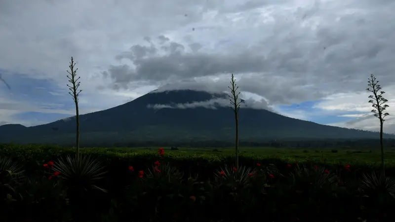 Zumi Zola Belah Hutan