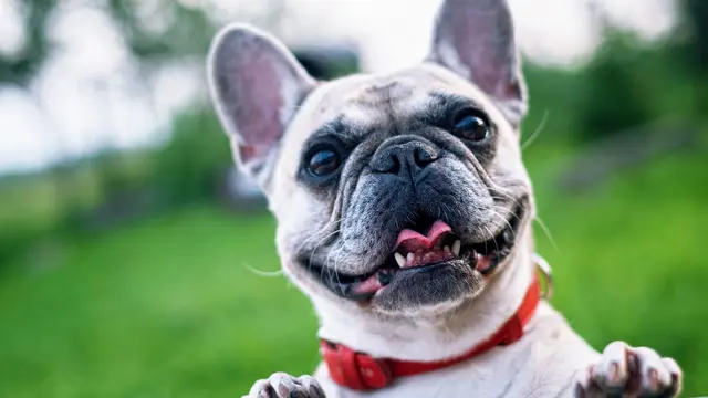 French Bulldog