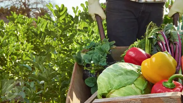 Cara Tak Terduga Bikin Sayur dan Buah Bertahan Lama