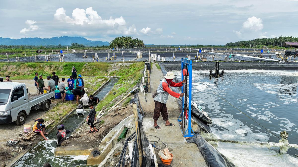 Mengulik Panen Perdana Tambak Udang Vaname Berbasis Climate Smart Shrimp di Desa Lalombi Sulawesi Tengah