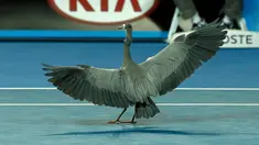 Seekor burung berada di lapangan tenis saat gelaran turnamen tenis Australia Terbuka di Melbourne Park, Australia, Selasa (19/1). Burung ini sempat beberapa sempat menjadi perhatian penonton dan pemain. (REUTERS / Tyrone Siu)