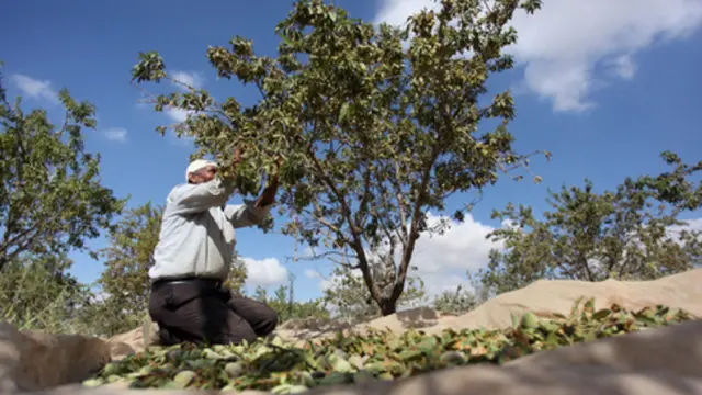 Menengok Petani Palestina Panen Badam Hijau