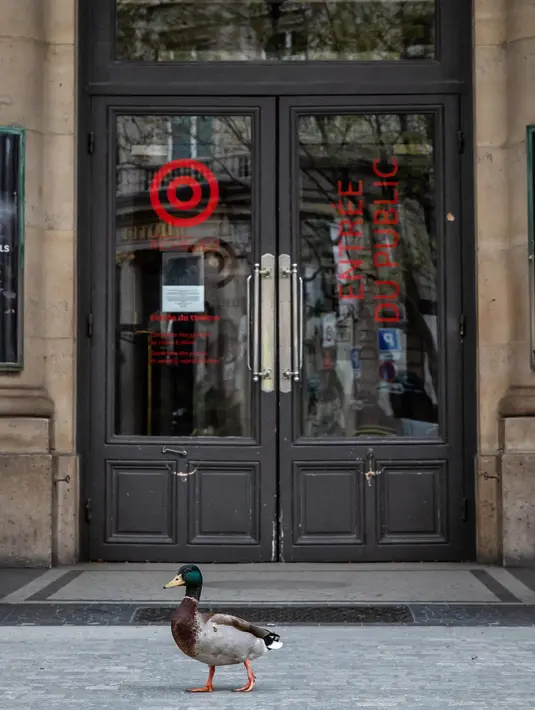 Seekor bebek berjalan di sebuah ruas jalan di Paris, Prancis (6/4/2020). Prancis memberlakukan lockdown nasional selama dua pekan mulai 17 Maret lalu, yang kemudian diperpanjang hingga 15 April. (Xinhua/Aurelien Morissard)