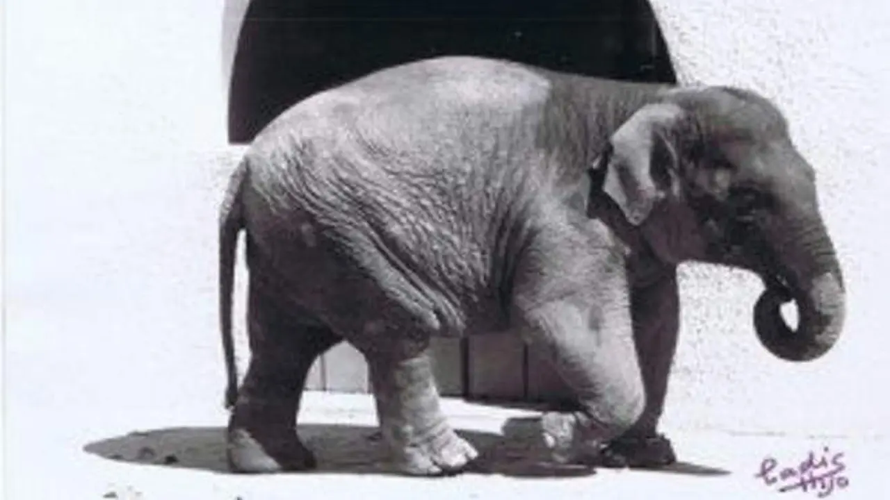 Gajah Flavia yang mati setelah hidup sendiri selama 43 tahun. (Zoo de Córdoba)