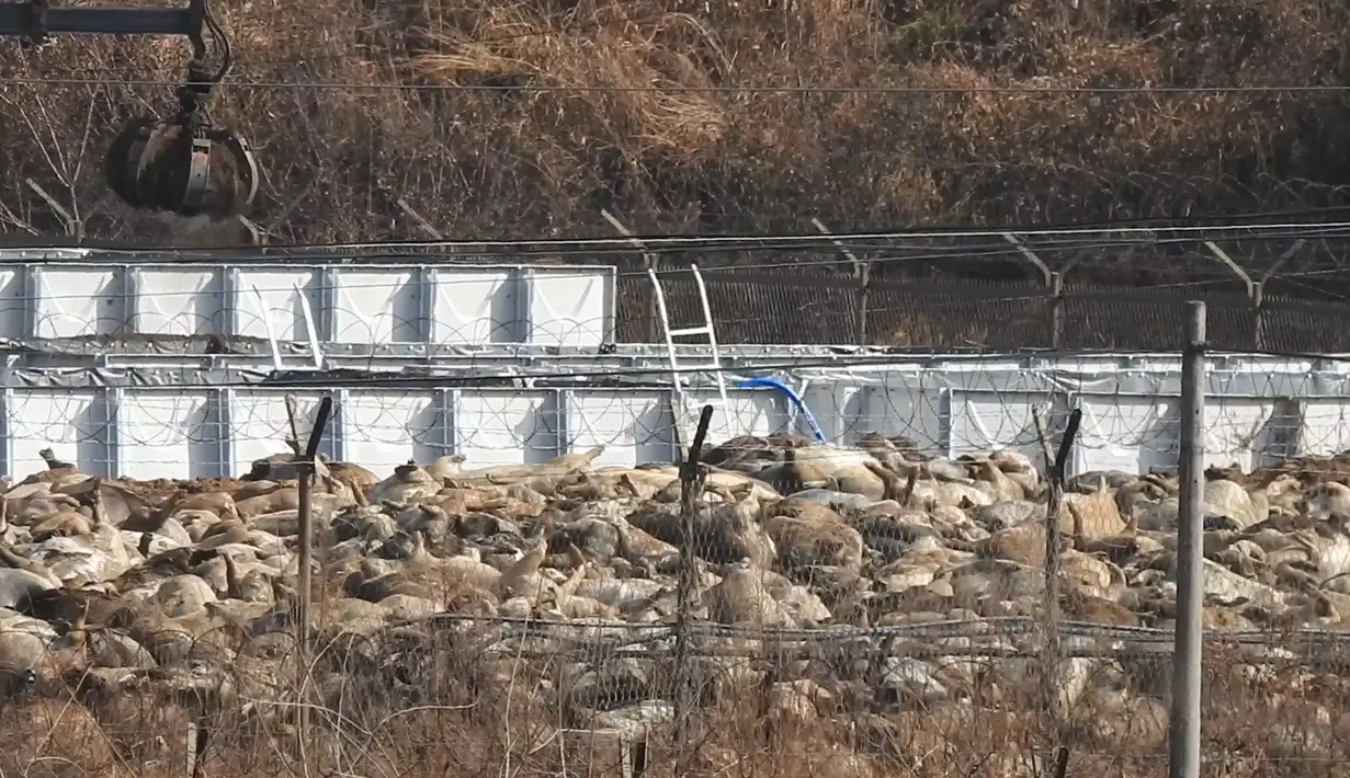 Gambar yang diambil pada 11 November 2019, bangkai babi yang menumpuk di sisi lokasi penguburan dekat perbatasan Korea Selatan-Korea Utara. Pihak berwenang Korsel telah memusnahkan 47.000 babi untuk menghentikan penyebaran demam babi Afrika (ASF). (Yeoncheon Imjin River Civic Network/AFP)