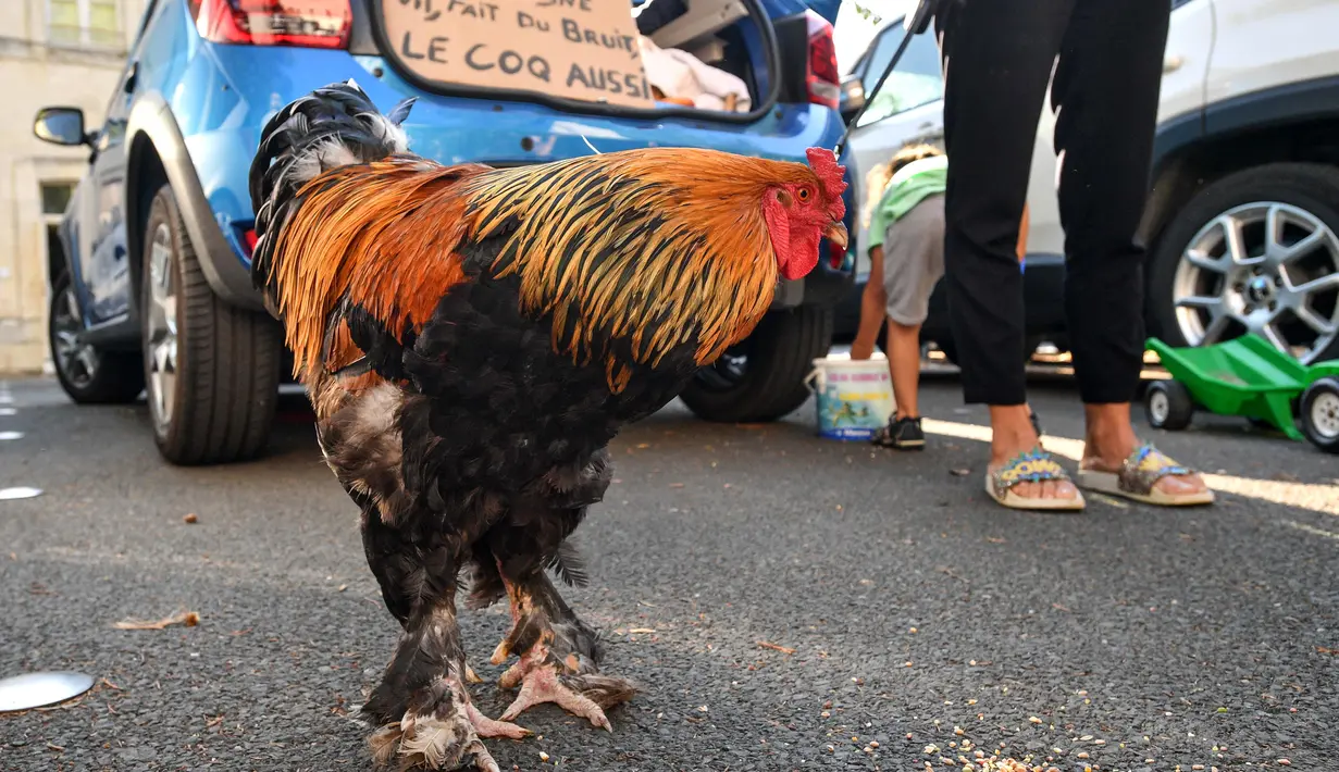Seekor ayam jantan berdiri di luar pengadilan tinggi (Tribunal de Grande Instance) di Rochefort, Prancis barat, Kamis (4/7/2019). Ayam tersebut dituduh menghasilkan polusi suara oleh sepasang pensiunan yang memiliki rumah liburan di sebuah desa di Perancis. (Photo by XAVIER LEOTY / AFP)