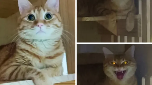 8 Potret Pose Kucing yang Mengerikan Ini Bikin Kaget