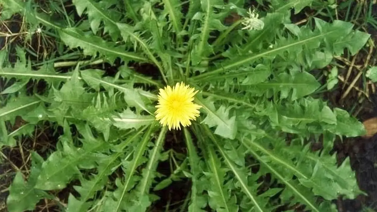 Daun Tempuyung