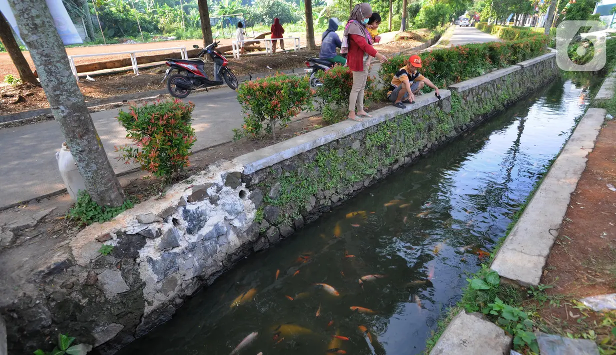 Warga memberi makan ikan yang dikembangbiakkan di saluran air di Perumahan Puri Pamulang, Tangerang Selatan, Selasa (8/9/2020). Selokan sepanjang 400 meter yang dulu kumuh, kini disulap menjadi kolam ikan untuk hiburan dan meningkatkan perekonomian warga dengan menjualnya. (merdeka.com/Arie Basuki)
