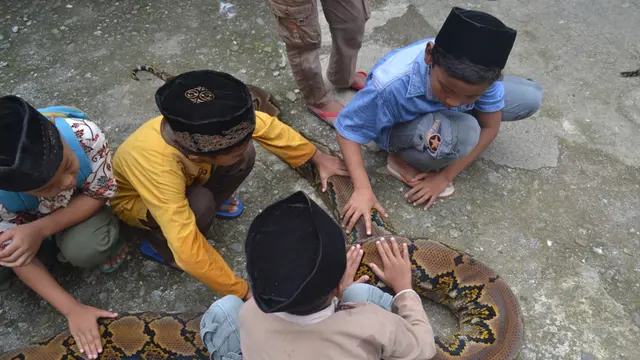 Nyaris tiap hari, anak-anak ini bermain dengan ular, di sela kesibukannya mengaji. (Foto: Liputan6.com/Muhamad Ridlo)