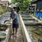 10 Cara Mengatur Indukan Lele agar Bisa Menghasilkan Bibit Baru Secara Rutin Setiap Tiga Bulan