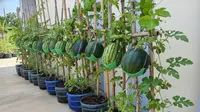 Cara Tanam Buah di Galon Bekas, Solusi Lahan Sempit dan Kreatif