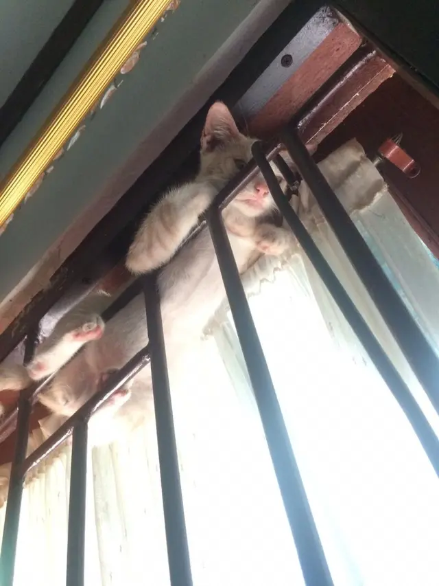 10 Potret Tempat Kucing Rebahan Ini Bikin Geleng Kepala, Enggak Habis Pikir