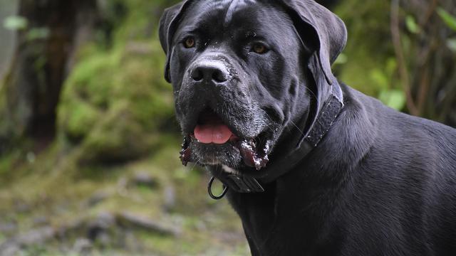 Cane Corso