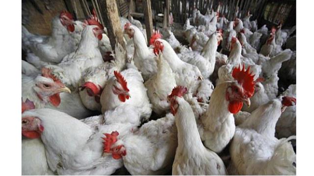 77 Gambar Unggas Ayam Gratis Terbaru