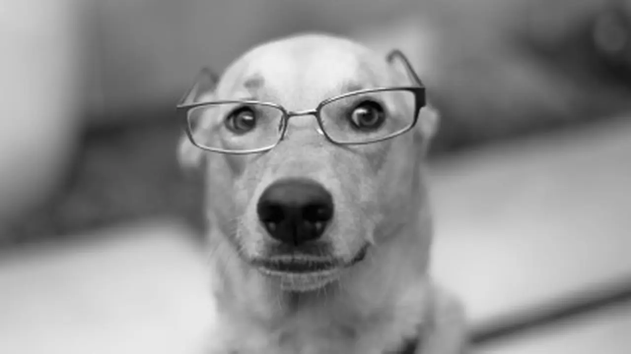 Studi: Anjing Bisa Ketahui Orang yang Berbohong