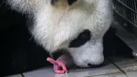 Panda Hao Hao membawa salah satu dari dua anaknya di mulutnya tak lama setelah kelahiran di Brugelette (9/8/2019). Dua bayi panda tersebut lahir pada Kamis tanggal (8/8/2019) dan  Taman Pairi Daiza mencatat bahwa nomor delapan dianggap beruntung dalam budaya China. (Photo by Handout/Belga/AFP)
