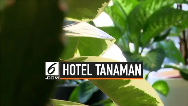 Patch Plant Hotel adalah tempat penitipan tanaman di London. Tempat ini tidak dipungut biaya dan diklaim sebagai hotel tanaman pertama di dunia.