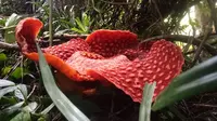 Bunga Raflesia Arnoldii yang mekar di Kabupaten Agam, Sumatera Barat. (Liputan6.com/ Novia Harlina)