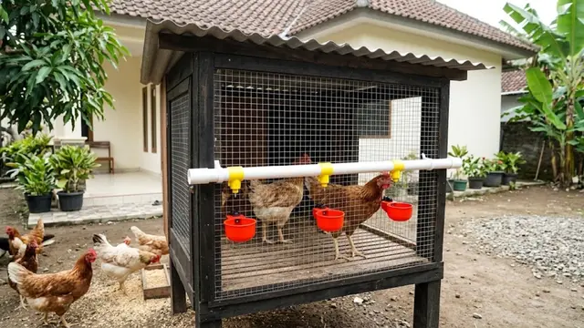 Ide Kandang Ayam Anti Bau dan Becek