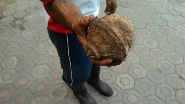 Sebuah ranjau laut ditemukan petugas kebersihan DKP Kota Cirebon pada Kamis, 28 September 2017. (Liputan6.com/Panji Prayitno)