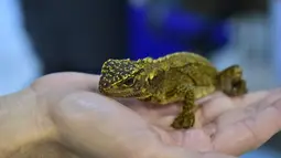 Kadal mirip naga berwarna cokelat kehijauan ditemukan diperlihatkan Ilmuwan asal Peru, Paul Venegas , Quito, Kamis (24/4/2015). Ilmuwan Peru berhasil menemukan tiga jenis kadal spesies baru yang ditemukan di Peru dan Ekuador. (AFP Photo/ Rodrigo Buendia)
