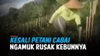 THUMBNAIL PETANI
