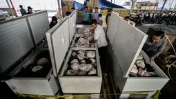 Daging trenggiling disimpan dalam lemari pembeku sudah tidak memiliki sisik, Jombang, Jawa Timur (25/8). Konon, daging trenggiling dipercaya bisa menyembuhkan berbagai macam penyakit. (AFP PHOTO/Juni Kriswanto)