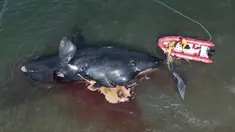 Seorang penyelamat mengikat seekor paus mati untuk ditarik, dekat Puerto Madryn, Argentina, Selasa (4/10/2022). Ilmuwan khawatir dengan kasus kematian 13 paus di Argentina Selatan beberapa hari terakhir. (AP Photo/Maxi Jonas)