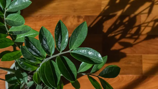 Zz plant