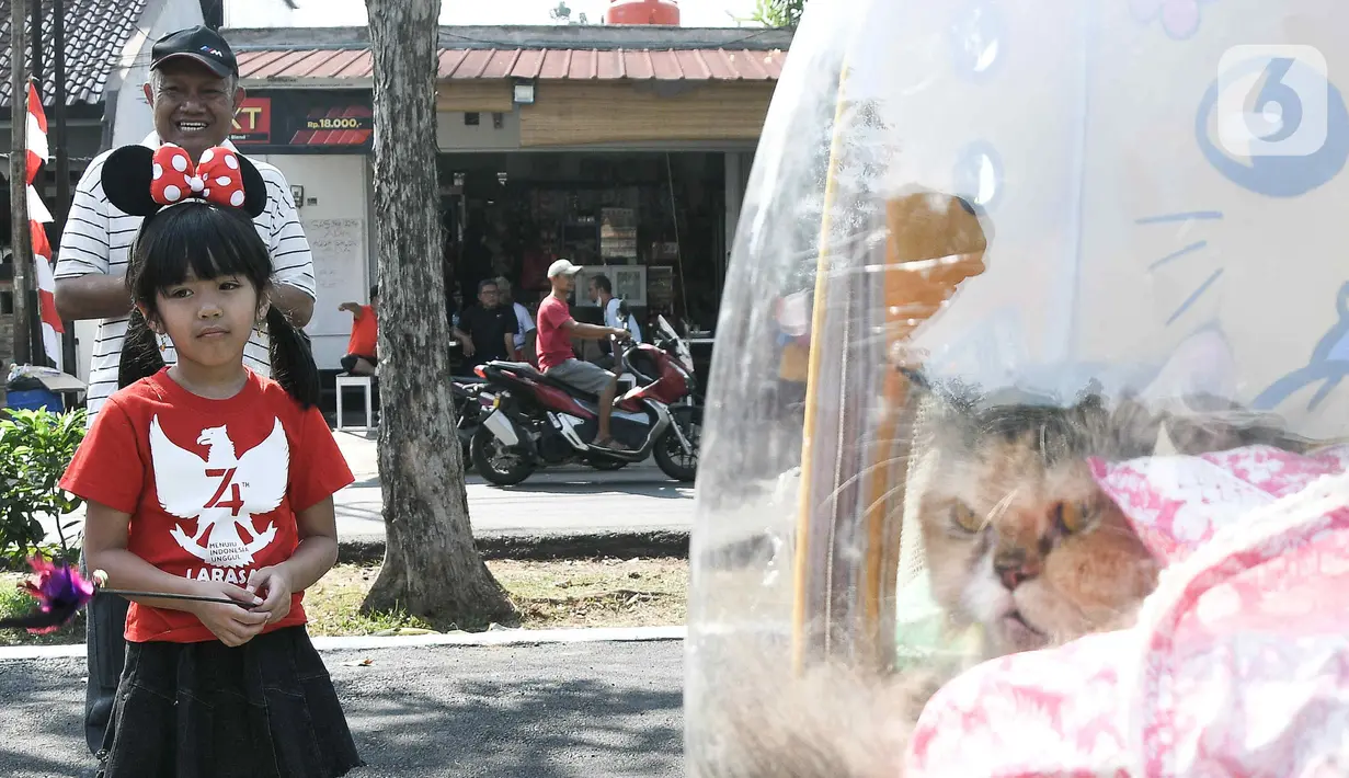 Seekor kucing peliharaan terlihat pada acara fashion  show kucing rumahan di Lapangan Kolaborasi Komplek Ikip, Duren Sawit, Jakarta, Minggu (14/8/2022). Acara fashion show yang merupakan rangkaian dari kegiatan HUT Kemerdekaan Republik Indonesia ke 77 dan sebagai wadah berkumpulnya komunitas pecinta kucing di Jakarta Timur. (Liputan6.com/Herman Zakharia)