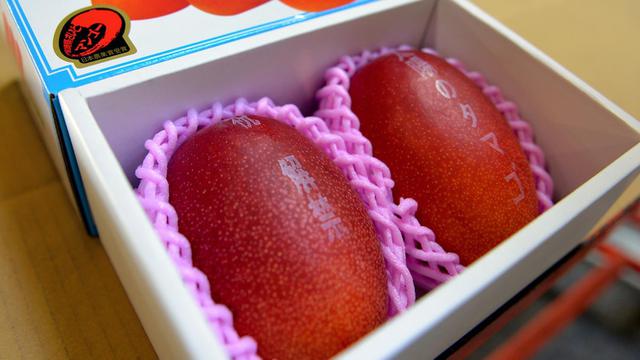 Ilustrasi buah mangga Taiyo no Tamago