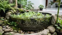 10 Kombinasi Batu Tanaman dan Ikan Untuk Mini Pond, Rahasia Air Jernih Alami Tanpa Filter