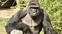 Saksi mata mengatakan, mereka menyaksikan gorila berusia 17 tahun itu menjangkau dan menarik bocah tersebut masuk ke dalam kandangnya (Foxnews.com).