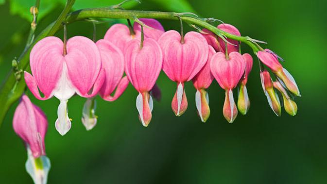 Bunga Bleeding Heart Simbol Cinta Abadi  Selamanya 