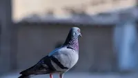 Lansia di Singapura Didenda Rp 129 Juta karena Berulang Kali Beri Makan Merpati