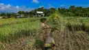 Petani memanen padi jenis Inpari 32 di Kampung Tematik Mulyaharja, Bogor, Jawa Barat, Rabu (6/5/2026). Perum Bulog melaporkan realisasi penyerapan gabah dan beras nasional mencapai 1,7 juta ton pada periode Januari hingga 5 April 2026. (merdeka.com/Arie Basuki)