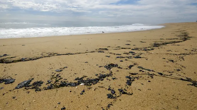 FOTO: Tumpahan Minyak Cemari Pantai California