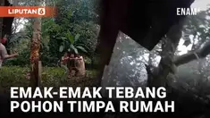 Menebang pohon bukanlah hal sepele. Harus ada perhitungan arah agar pohon jatuh di sisi yang tepat. Namun aksi berani emak-emak ini berujung apes.