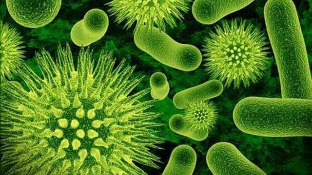 <span>Mikroba. (foto: Live Science)</span>
