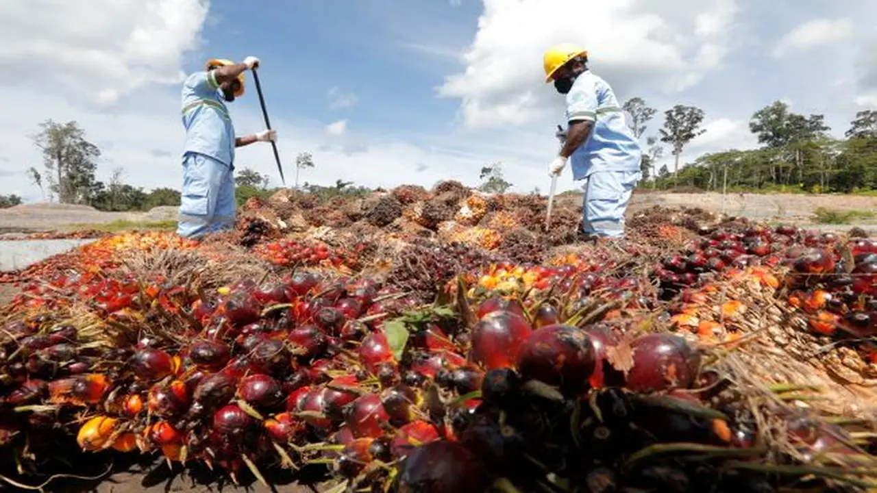 Produksi TBS Austindo Nusantara Jaya Tumbuh 4,8% pada 2023