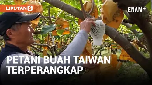 VIDEO: Petani Buah Taiwan Teperangkap dalam Ketegangan dengan Tiongkok