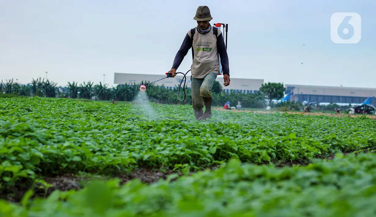 Petani menyemprotkan cairan pestisida di lahan pertanian bayam, kawasan Kota Tangerang, Jumat (27/11/2020). Badan Pusat Statistik mencatat upah nominal harian buruh tani nasional pada Oktober 2020 naik sebesar 0,09 persen dibanding upah buruh tani September 2020. (Liputan6.com/Angga Yuniar)